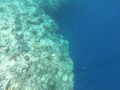 6日目、シュノケリングセットを持って、アロナビーチへ。アロナビーチで客引きを捕まえてバリカサグ島ツアーを当日予約。
島に着くと、カメを見に行く班と、ドロップオフを見にいく班のどちらかを選べました。バリカサグ島は珊瑚礁が切れ落ちているポイントがあり、魚がたくさん見られるのです。
