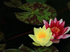 倉敷美観地区/大原美術館

モネの自宅から株分けされた睡蓮が見頃。
