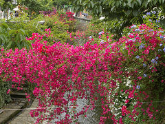 添乗員さんに案内されて糸川遊歩道にあるブーゲンビリアも見に行きました。
これがまた見事！