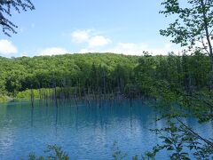 空港でレンタカーを借り、富良野へ。途中、車で１時間ほどの所のある青い池により散策しました。