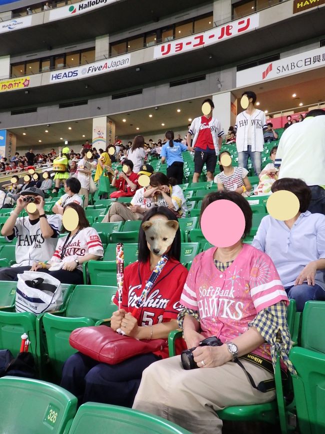 もう一頂 ドドドォー っとアツくなれ タカガールvsカープ女子の戦い 再び 2018セ パ交流戦 福岡ソフトバンクホークスvs広島 カープ 博多 福岡県 の旅行記 ブログ By ちゃみおさん フォートラベル もう一頂 ドドドォー っとアツくなれ タカガールvsカープ女子の戦い 再び 2018セ パ交流戦 福岡ソフトバンクホークスvs広島 カープ 博多 福岡県 の旅行記 ブログ By ちゃみおさん フォートラベル