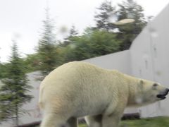 ホッキョクグマ館にはトンネルの水槽があって、
アザラシやクマが泳ぐシーンが見られます。
