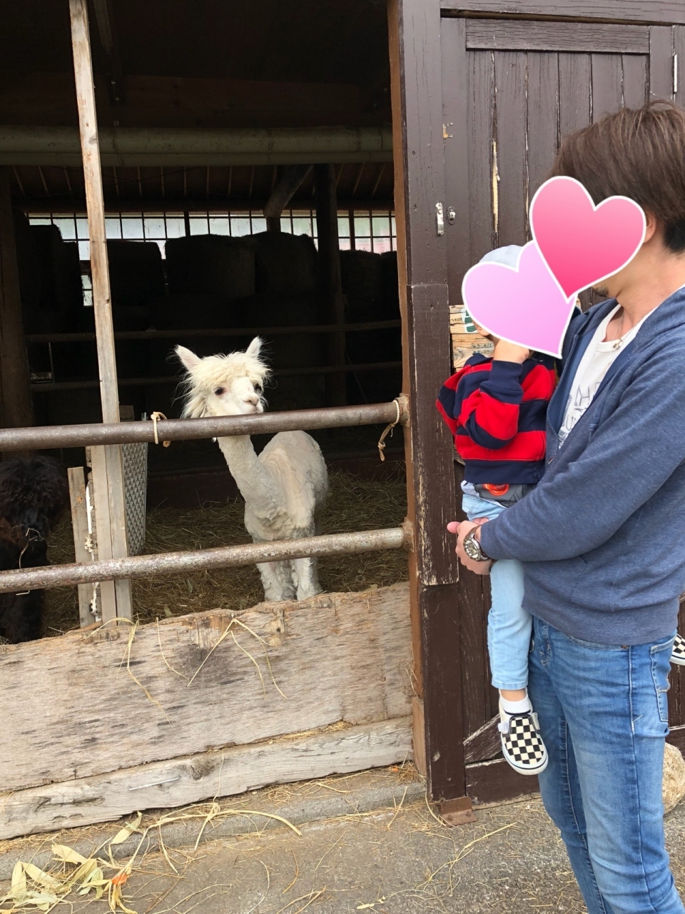 息子の大好きはアルパカを観にホピの丘へ
アルパカさん・・・みすぼらしい感じになってましたTT
