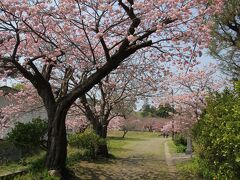 松前の桜