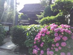ところが、極楽寺にそんなに紫陽花は咲いてなかった(^^;
拍子抜け。
極楽寺トンネルの紫陽花のイメージが強かったから来ちゃったけど。
