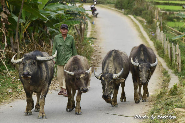 ＜いきなり水牛のお出向かえ＞