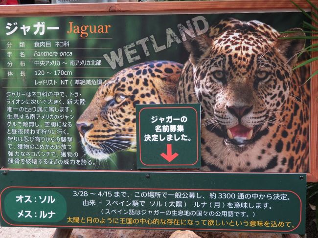 3年ぶりの那須どうぶつ王国を満喫 3 新設のウェットランド カピバラの森と赤ちゃんカピバラ 温泉1階展示室 テレビで見た以上に可愛いかったジャガーのカップル 那須 栃木県 の旅行記 ブログ By まみさん フォートラベル 3年ぶりの那須どうぶつ王国を満喫 3 新設のウェットランド カピバラの森と赤ちゃんカピバラ 温泉1階展示室 テレビで見た以上に可愛いかったジャガーのカップル 那須 栃木県 の旅行記 ブログ By まみさん フォートラベル