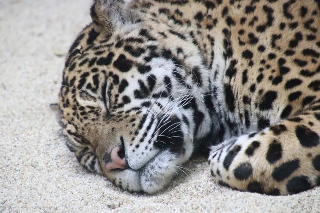 ３年ぶりの那須どうぶつ王国を満喫 ３ 新設のウェットランド カピバラの森と赤ちゃんカピバラ 温泉１階展示室 テレビで見た以上に可愛いかったジャガーのカップル 那須 栃木県 の旅行記 ブログ By まみさん フォートラベル