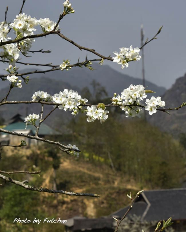 3月3日の最後はスモモに似た花があちらこちらに咲く<br />ザオカウ族の村ファンソーリン村を訪れた。<br />