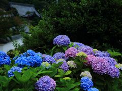 9：00　柳谷観音（やなぎだにかんのん）

正式名称は、立願山 楊谷寺（ようこくじ）。
京都 西山三山（楊谷寺、善峯寺、光明寺）の一つ。
27種5000株の紫陽花が見頃。


拝観料　200円（紫陽花時期のみ）
駐車場　有り