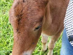 与那国島の固有種「与那国馬」の牧場では、きのう産まれたばかりの仔馬がすり寄って来ました。