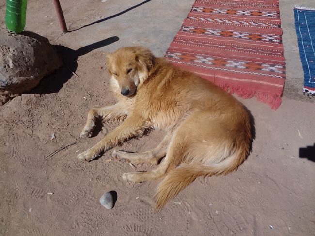 のんびり寝そべるワンちゃん。<br />そういえば、道中あまり犬を見た記憶がないけれど、私が気付かなかっただけかしら？