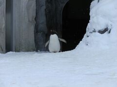 　ぺんぎん館から一匹のペンギンが出てきました。散歩に行きそびれたペンギンのようです。