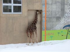 　きりん舎のキリンです。雪の上で寒くないのでしょうか。冬季期間のキリンの展示は午前11：00～午後2：00までです。