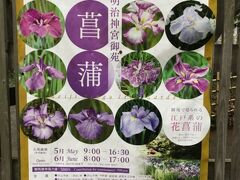 初詣で有名な明治神宮に行ってきました。
今回の目的は、神宮御苑にある花菖蒲園です。