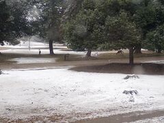 奈良公園を車窓から。うっすらと積もった雪と鹿のコラボ。
奈良公園が雪化粧するのは珍しいみたいで、この日の夕方に見たテレビのローカル番組では鹿と雪のコラボ写真が紹介されていました。SNSにも多く上がってたみたいです。