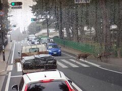 鹿横断中。「横断歩道に歩行者がいたら車が止まって待つ」のが日本の道路交通法ですから(笑)。奈良では鹿は神様のつかいでもあります。