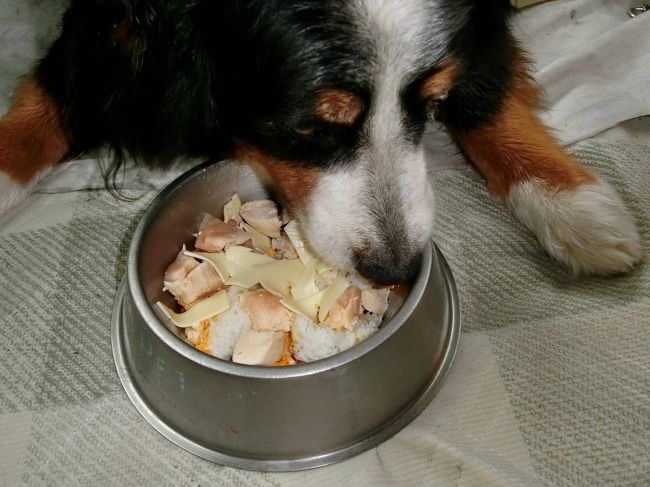 バーニーと行く山形県 大型犬との宿泊で最後まで残っていた山形県を狙い撃ち その3 日本国ってなんだ 山形県の旅行記 ブログ By ほいみさん フォートラベル