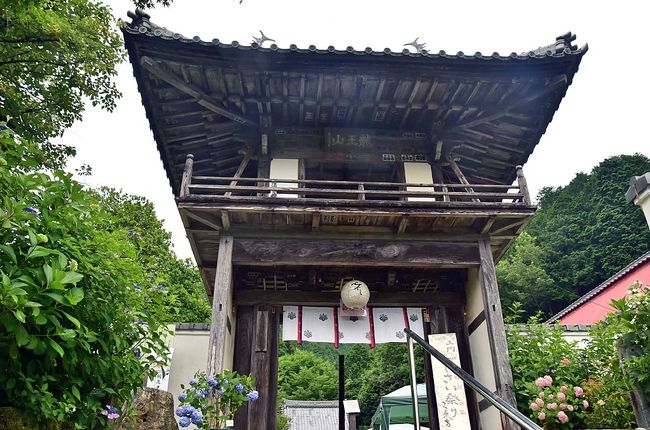18初夏に向かって咲く華 花 その4 あじさいの山寺三光寺 本巣 山県 岐阜県 の旅行記 ブログ By 風に吹かれて旅人さん フォートラベル