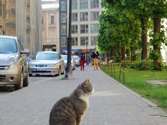 おっ、何と猫ちゃん発見。リガはこの旅で一番寒く、
猫ちゃんとの遭遇は諦めかけていたのに、ラッキー！
カリカリ、持ってくれば良かった。