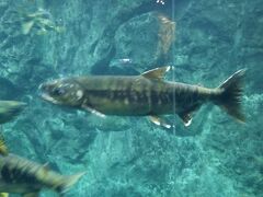 さけのふるさと千歳水族館
さけがめっちゃ泳いでました。