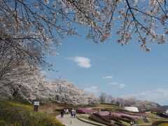 ４月１２日。１１時半過ぎ。

平日です。連れ合いと一緒の週末花見は、お天気に恵まれなかったけれど、平日なら、お天気と開花状況に合わせてお出かけできるので・・・今日は青空バッチリ！

ひとりで、みちのく杜の湖畔公園へ来ました。ここは、仙台より桜の開花は遅いです。