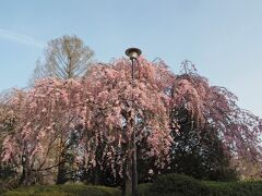 ４月１３日・・・金曜日ですが、連れ合いの定期通院のため病院に行き、その帰りに榴岡公園のお花見に行こうということに・・・。

ソメイヨシノよりも遅めだと言われている榴岡公園のしだれ桜・・・ちょうど満開と言う情報なので・・・連れ合いと一緒に夜桜見物です。

１６時過ぎです。