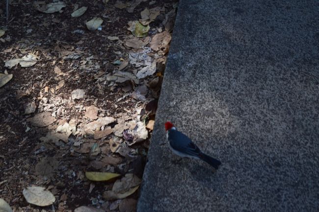 食後はてくてくお散歩。<br />よく見かける鳥がちょこまかちょこまか歩いてる。
