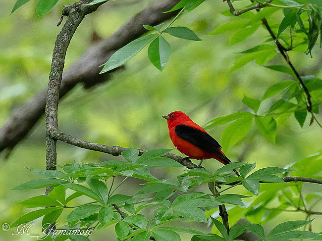Ohio州探鳥記前編 オハイオ州 アメリカ の旅行記 ブログ By Uki2videoさん フォートラベル Ohio州探鳥記前編 オハイオ州 アメリカ の旅行記 ブログ By Uki2videoさん フォートラベル