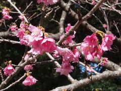 みかんの里から車を走らせる事しばし
見られたらいいな～と思っていた緋寒桜

八重岳に行ってみると木によりますが
咲いていました！
