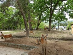 東大寺参道の横は奈良公園。この辺りは鹿が一番たくさんいるところでした。鹿と目が合った。