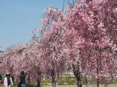 ４月２１日（土）・・・週末です。

来週金曜からはポーランド旅行なので、大人しくしていたいですが・・・久々にお天気のよい週末なので、もったいない。

行く行かないにかかわらず、旅行前に間に合いそうな桜スポットの開花状況を、一応チェックしていたので・・・今日は、２年ぶりに福島県・喜多方の日中線記念自転車歩行者道（国鉄日中線跡）のしだれ桜を見に行くことにしました。

２年前と同じく、会津まで高速バス、会津からＪＲ磐越西線にて喜多方まで・・・到着時刻も、２年前と同じ１２時半過ぎ。

週半ばあたりがちょうどいい頃合いかな・・・って感じで・・・その後気温の高い日が続き・・・週末まで待ったため、ちょっと出遅れ気味かな・・・と思っていました。

やはり・・・駅側から日中線跡に入るあたりの桜は、ちょっと葉っぱが出ていたりしました。３ｋｍほどの並木道は、奥に進むに従って、開花が遅いようですが・・・。