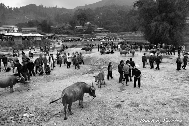 ＜男達が集まる牛市＞