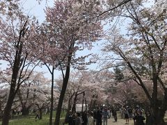『円山公園』
北海道神宮に隣接する円山公園