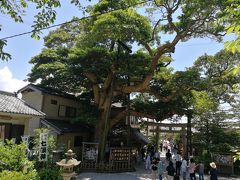 御霊(ごりょう)神社境内。
御神木が見事。
推定樹齢370年、かながわ名木百選に数えられるたぶの木。
神が宿るとされても不思議ではない。