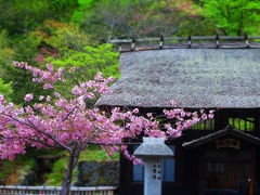 ちょうど訪れたときは「玉子湯」の八重桜も満開でした！
スカイラインの雪景色と温泉街の花見の双方が楽しめる春先は、まさにおすすめの季節です！