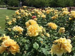 Queen Mary's Rose Gardens
クィーン・メアリーズ・ローズ・ガーデンズ
のバラ。