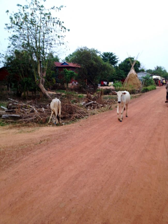 ボランティアで8日間、カンボジアに行ってきました。<br /><br />内容はトンレアップ村にある小学校で日本語＆英語の教師アシスタント。<br /><br />寝泊まりはその村の中でのホームステイです。<br /><br />とても貴重な経験になったので、書き留めておこうと思います。