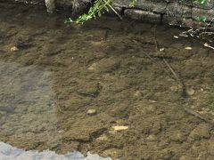 元に戻ってきました。
ここは水産養殖場で、鱒を養殖しており見学もできるようです。
バイブリー トラウト ファームから逃げた鱒が横の小川を泳いでいました。
ここで有料ですがトイレを借りました。