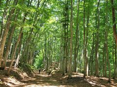 　新緑真っ盛りのブナ林、いつ来ても心清らかにさせてくれます。 　