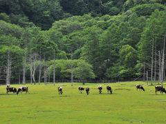 光徳沼から、遊歩道を歩いて光徳牧場の方へ。
しばらくすると、牛たちが長閑に草を食む光景が見えてきた。