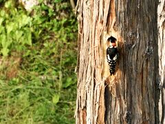 アカゲラのオス

これ、巣穴ですよね！

オスは後頭が赤く、メスは黒い。

