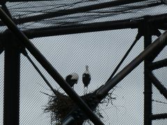 天王寺動物園の鳥舎
ツルのような大きい鳥が鳥の巣造ってつがいでいるのが迫力あった。