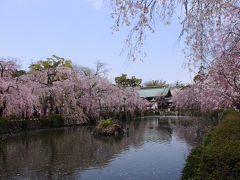 境内に入ると、満開の枝垂桜が迎えてくれた。