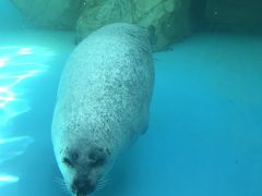 男鹿水族館GAO