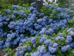 時期は過ぎていたけど充分紫陽花を堪能。