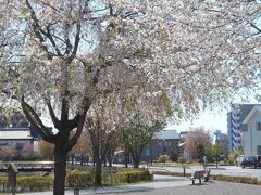 教会からお城の方へぶらぶらしながら花見。