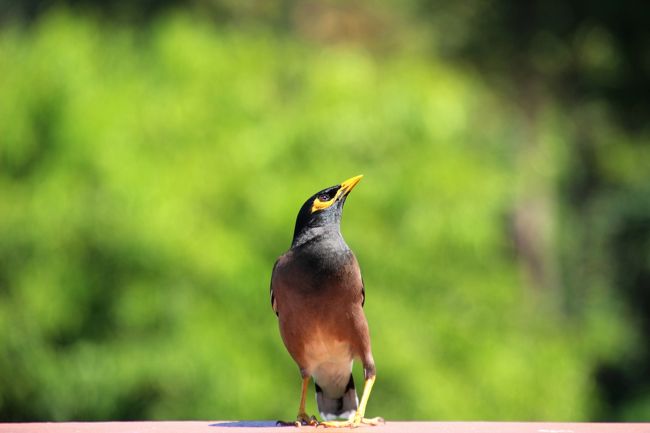 ☆Common Myna ,  Mountain Resort Restaurant @ Koh Lipe Thai<br /><br />ヒマ次いでにレストランのテラスにやってきたインドハッカを撮ってみました。<br />インドハッカ（印度八哥、Acridotheres tristis）は、ムクドリ科ハッカチョウ属に分類されるアジア産鳥類の1種でタイでもっとも見られる野鳥です。<br />英名は Common Mynaで和名がインドハッカです。開けた疎林にいる雑食性の鳥で、強い縄張りの習性を持ち、都市の環境にも非常によく適応し嫌われ者扱いもされます。<br />
