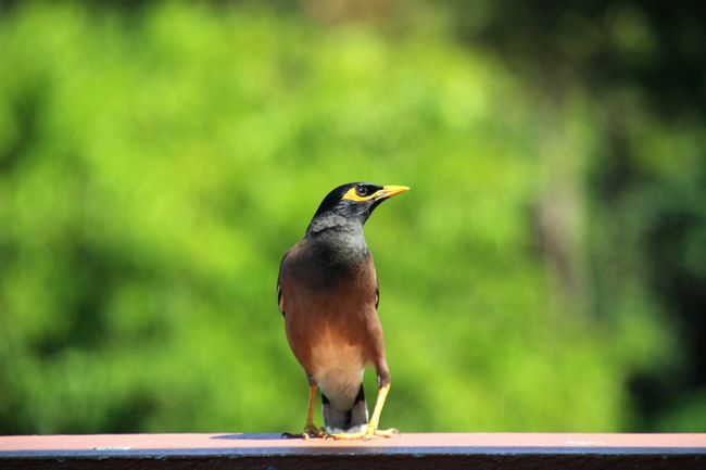 ☆Common Myna ,  Mountain Resort Restaurant @ Koh Lipe Thai<br /><br />リペ島にはさほど多くないので可愛いさえずりが南国らしくていいと思いますが、<br />ピピ島にはなぜかウザイほどいます。<br />オープンレストランなどに我がもの顔でやってきては盗み食いするので<br />従業員に追い払われたり、餌をやらないよう注意されたりします。<br />ぱっと見、九官鳥に似ていると思いませんか？<br />それもそのはず同じムクドリ科の仲間です。<br />なのでインドハッカも物真似が上手だそうですが<br />私は聞いたことはありません。<br />でも、もしかしたら森の中から聞こえてくる美しい野鳥のさえずりや<br />人の声はインドハッカの物真似かも知れませんよ(^_^;)。
