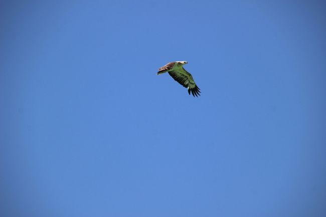 ☆White-billed Sea Eagle , Sandbar @ Koh Lipe Thai<br /><br />砂州の上空をシロハラウミワシの若鳥が悠然と旋回していました。<br />ぱっと見はランカウイ島のシンボルでもあるシロガシラトビにも似ていますが<br />腹全体が白いのでおそらくシロハラウミワシの若鳥だと思います。